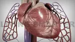 Fibromyalgia and the Heart Muscle