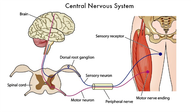 Damage or mutation of the sensory receptors are a likely source of  chronic pain which explains the hypersensitivity component of neuropathy.