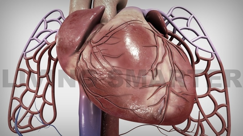 Fibromyalgia and the Heart Muscle