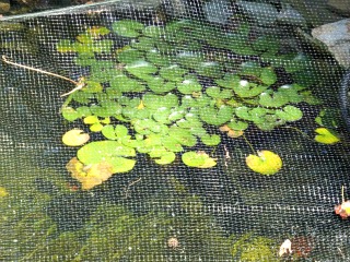 Our cell receptors are analogous to lily pads lying on the surface of a pond with roots that extend thru the surface (the cell’s membrane) to its very core.