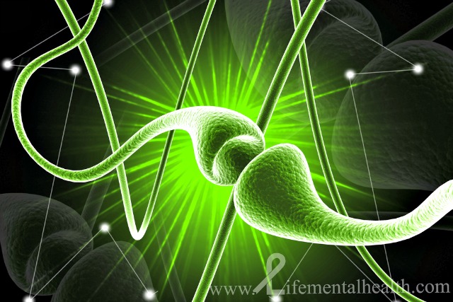 Serotonin Neuron