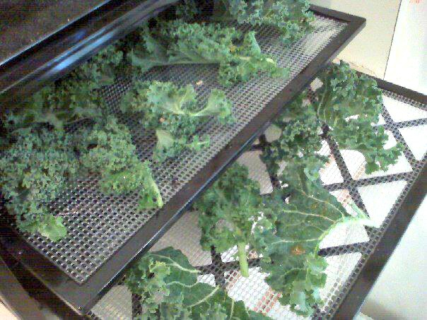 Dehydrating kale