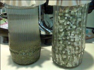 Soaking,Sprouting, & Germinating Mung Beans. The process of live fibro nutrition.