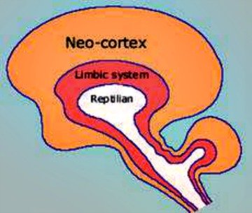 simple human brain model