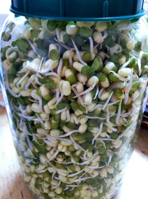 Sprouted mung beans